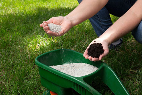 A person holding soil in one hand and granulated fertilizer in the other, with a green broadcast spreader full of fertilizer in the foreground on a grassy lawn.